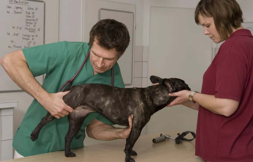 Ветеринар-ортопед осматривает заднюю лапу лабрадора на дому, собака спокойна.