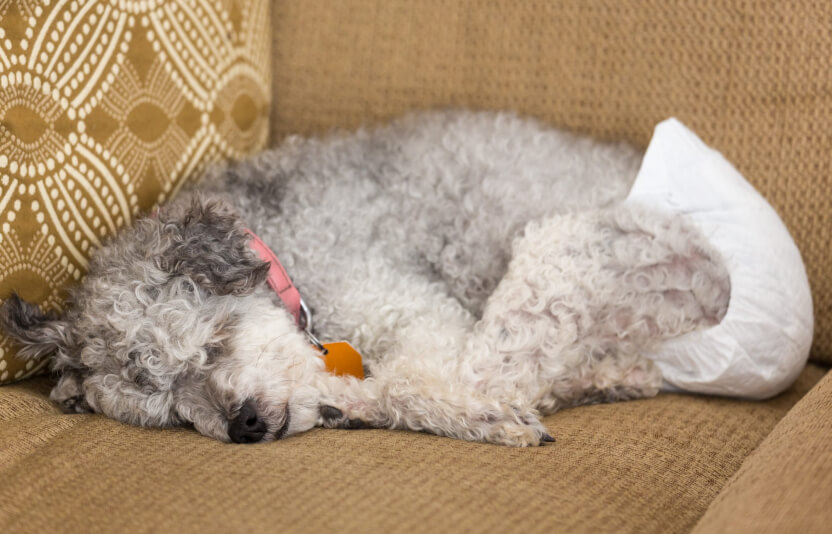 Пожилая собака с трудом поднимается с лежанки, заметна скованность движений