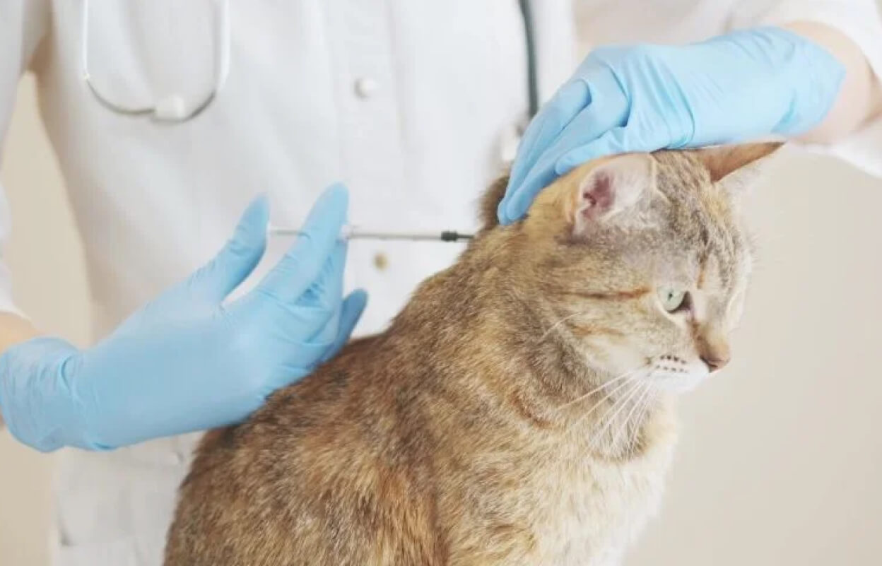 Ветврач делает прививку спокойной кошке