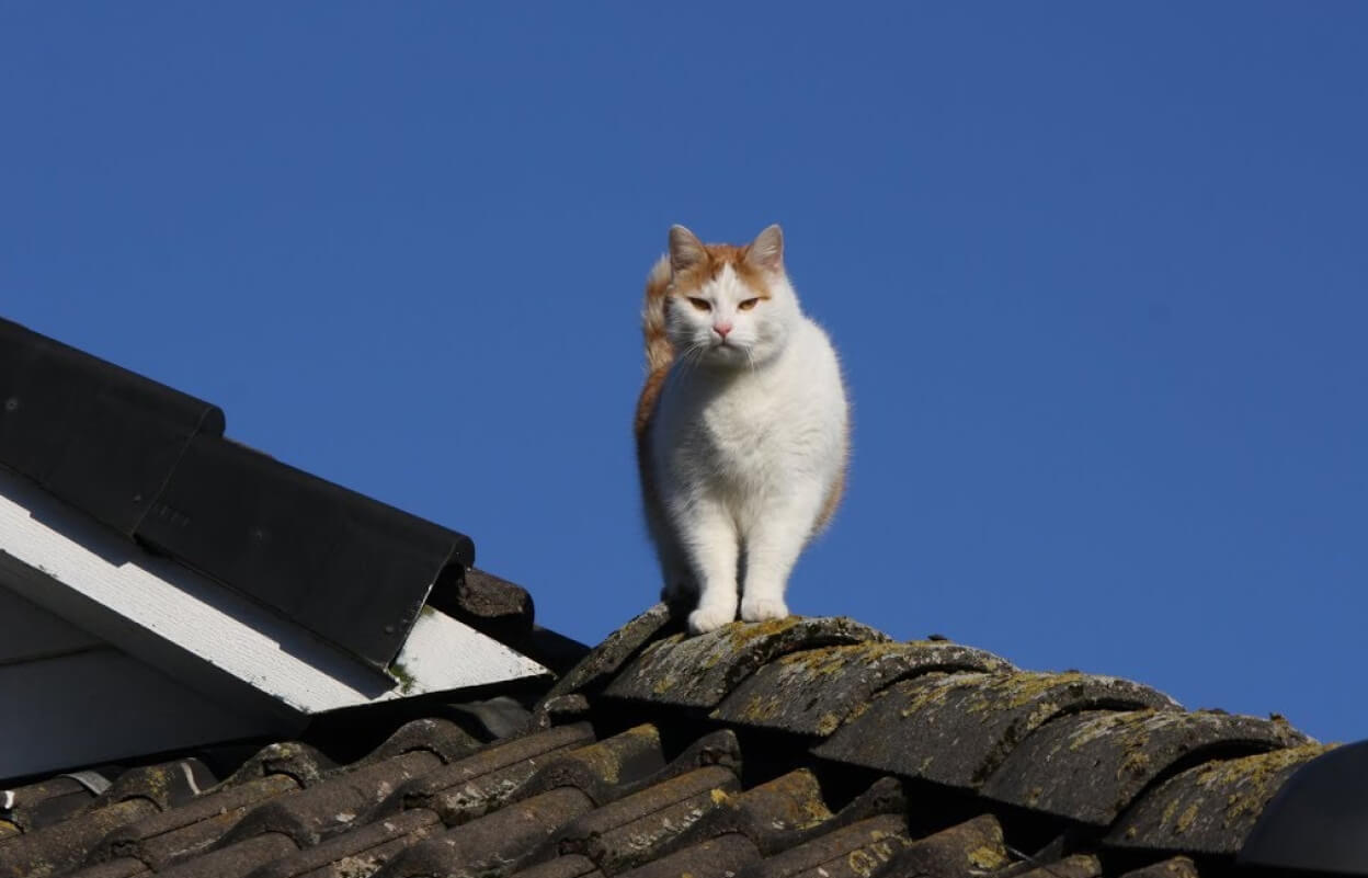 кот гуляет по крыше дома